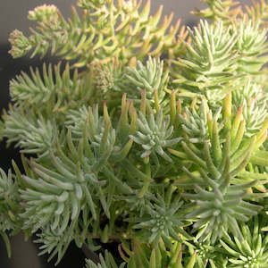Sedum: Sedum Griseum