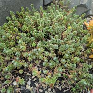 Sedum: Sedum Oaxacanum