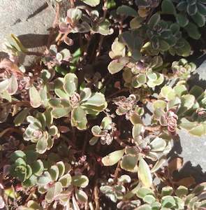 Sedum: Sedum Spurius Tricolor