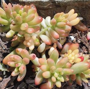 Sedum: Sedum Rubrotinctum Aurora | Pink Jelly Bean