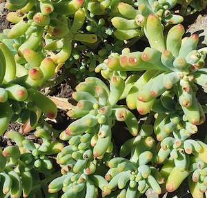 Sedum: Sedum Pachyphyllum Rose | Blue Jelly Bean