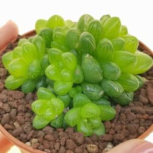 Haworthia: Haworthia Cooperi var Truncata