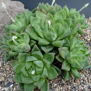 Haworthia: Haworthia Cymbiformis | Cathedral Window Haworthia