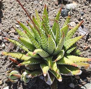Haworthia: Haworthia Attenuata| Zebra Plant