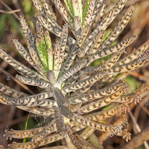 Kalanchoe: Kalanchoe Delagoense | Mother of Millions