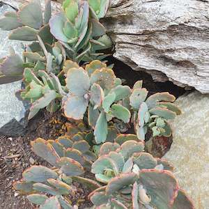 Kalanchoe Fedtschenkoi | Lavender Scallops