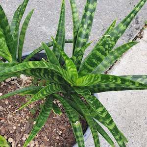 Sansevieria: Sansevieria Fernwood Punk