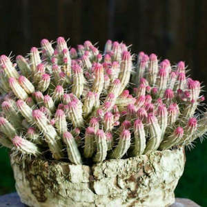 Euphorbia: Euphorbia Mammillaris Variegata Corn Cob Cactus