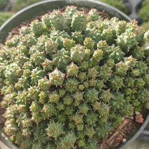 Euphorbia: Euphorbia Mammillaris Monstrose