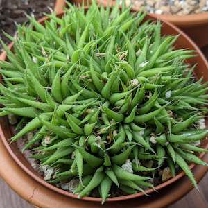 Haworthia: Haworthia Augustifolia