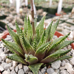 Haworthia: Haworthia Guttata
