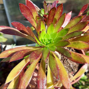 Aeonium: Aeonium Firecracker
