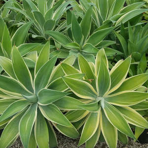 Agave: Agave Attenuata | Ray of Light