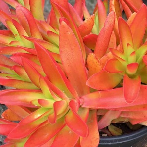 Aloe: Crassula Capitella Campfire
