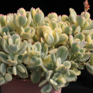 Cotyledon: Cotyledon Tormentosa Variegata | Variegated Bear's Paw
