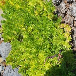 Sedum: Sedum Mexicanum | Gold Mound