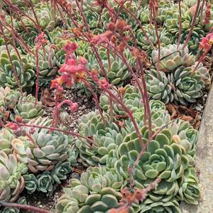 Best Sellers: Echeveria Elegans | Mexican Snowball