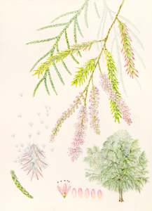 Plants Of The Quran: Tamarisk aphylla