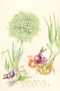 Plants Of The Quran: Onion