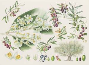 Plants Of The Quran: Olive