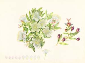 Plants Of The Quran: Myrtle