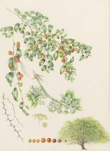 Plants Of The Quran: Lote Tree