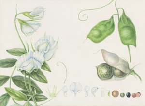 Plants Of The Quran: Lentils