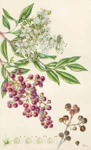 Plants Of The Quran: Henna