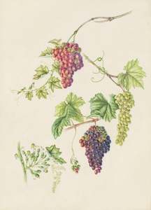 Plants Of The Quran: Grape