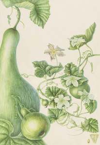 Plants Of The Quran: Bottle Gourd
