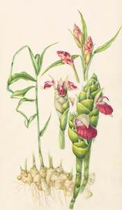 Plants Of The Quran: Ginger