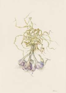 Plants Of The Quran: Garlic