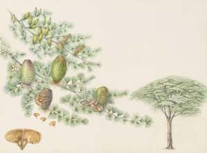 Plants Of The Quran: Cedar of Lebanon