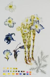 New Zealand Flora Fauna: Harveya speciosa