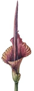 New Zealand Flora Fauna: Amorphophallus konjac — Devil's tongue