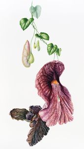 Aristolochia gigantea