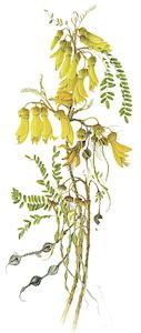 New Zealand Flora Fauna: Sophora tetraptera