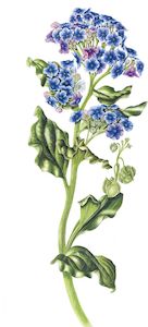 Myosotidium hortensia Chatham Island Forget-Me-Not