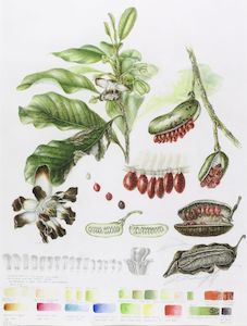 New Zealand Flora Fauna: Degeneria vitiensis