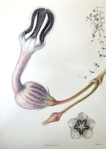 New Zealand Flora Fauna: Ceropegia woodii