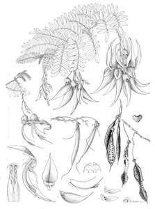 Botanical Black White Drawings: New Zealand native plant Clianthus puniceus Kākābeak