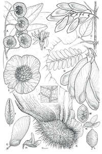 Botanical Black White Drawings: Legumes of Bahia 1
