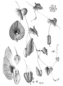 Botanical Black White Drawings: Aristolochia littoralis