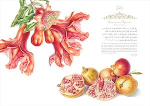 Pomegranate