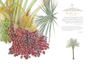 Date Palm