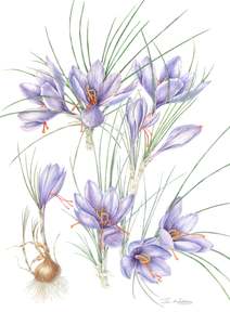 All: Saffron