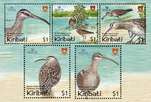All: Birds - Bristle-thighed Curlew