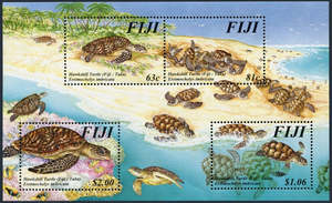 All: Hawksbill Turtle