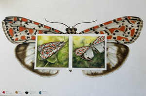 All: Insects Series - Salt and Pepper Moth
