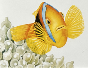 All: Fish series - Anemonefish